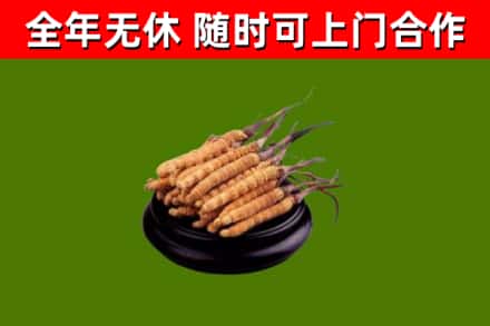 塔河县烟酒回收冬虫夏草.jpg