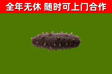 塔河县回收海参干